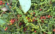 Nông dân phá bỏ hồ tiêu do giá thấp