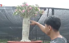 Độc đáo những cây sứ... "chân dài"