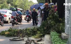 TP.HCM: Nhánh cây đổ đè vào người đi đường, 2 người bị thương