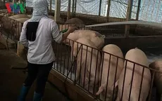 Nông dân nơm nớp lo âu vì giá lợn tăng đột ngột