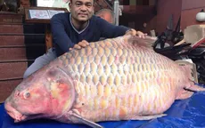 Thu lãi hàng trăm triệu đồng nhờ nuôi cá hô thịt
