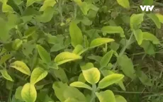 Nuôi sống cả gia đình nhờ vườn cây thảo dược