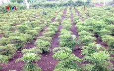 Đinh lăng lai mất giá, người trồng thua lỗ