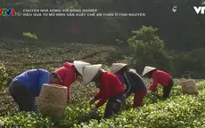 Hiệu quả từ mô hình sản xuất chè an toàn ở Thái Nguyên