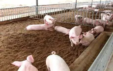 Cách làm và sử dụng đệm lót sinh học cho đàn lợn