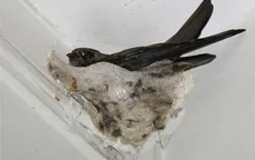Làm giàu từ nghề nuôi chim yến tại Phú Yên