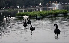 Một con thiên nga ở hồ Thiền Quang bị mắc lưỡi câu trộm
