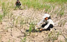 Nông dân Nam Trung Bộ ngược xuôi tìm nguồn nước chống hạn