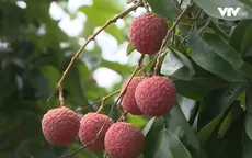 Đẩy mạnh mở rộng thị trường tiêu thụ nhãn, vải năm 2018