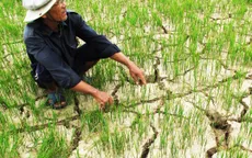 Ứng phó hạn mặn phức tạp bằng phương pháp chủ động tại Sóc Trăng