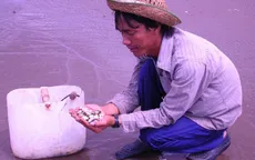 Nghêu chết hàng loạt do thời tiết ở Bến Tre