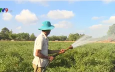 Hiệu quả cao với luân canh hai vụ lúa - tôm thích ứng hạn mặn