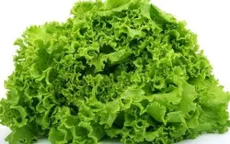 Mỹ cảnh báo khuẩn E.coli trong rau diếp