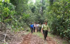 Lập chốt bảo vệ rừng, phòng chống cháy rừng tại Bình Định