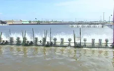 Chuyển sang nuôi tôm, bà con Khmer ổn định cuộc sống trong thời hạn mặn