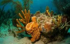 Phát hiện rạn san hô khổng lồ rộng 56.000km2 ngoài khơi Brazil