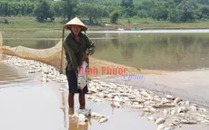 Bình Phước: Hàng chục tấn cá chết trắng đập chưa rõ nguyên nhân