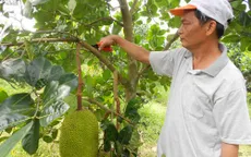 Thương lái Trung Quốc tăng cường thu mua, giá mít Thái ở ĐBSCL cao ngất ngưởng