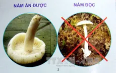 Ngộ độc nấm tại Hà Giang: 3 người tử vong, 1 người nguy kịch