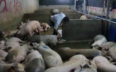 Tái diễn tình trạng bơm nước vào lợn ở Bạc Liêu