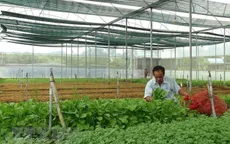 Xuất khẩu rau quả ước đạt 934 triệu USD trong 3 tháng đầu năm