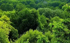 Làm sao để sống sót khi nhảy khỏi nhà cao tầng, rơi từ máy bay?