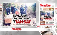 Rừng quý ở Quảng Nam lại bị tàn phá: Trách nhiệm của cơ quan chức năng ở đâu?