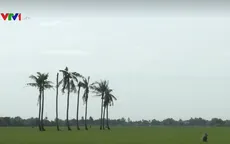 Phát hiện gen giảm tác động nhiễm mặn của lúa