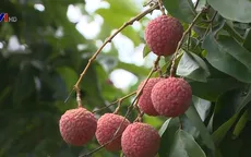 Từ 1/5, Trung Quốc siết chặt truy xuất nguồn gốc nông sản nhập khẩu