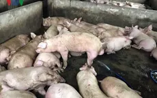 Hàng trăm con lợn bị bơm căng nước trước khi tiêu thụ