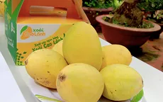 Cách nhận biết để chọn đúng đặc sản xoài Cát Chu Cao Lãnh