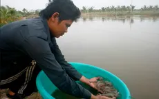 Nông dân lo lắng tìm đầu ra cho tôm thẻ chân trắng