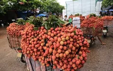 Thương lái ăn chặn khi mua vải của nông dân