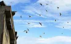 Nuôi yến: Lợi một người, hại nhiều người