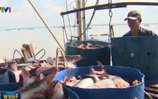 Giá cá tra tăng kỷ lục, lên mức 33.000 đồng/kg