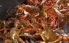 Đức: Ăn tôm hùm đất để chặn đà xâm lấn của chúng