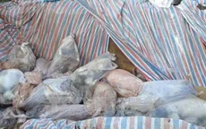 Trà Vinh: Doanh nghiệp lén chôn hàng trăm con lợn gây ô nhiễm nghiêm trọng