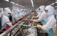 Giá tôm nguyên liệu xuống thấp