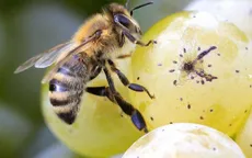 Cấm sử dụng thuốc trừ sâu neonicotinoids