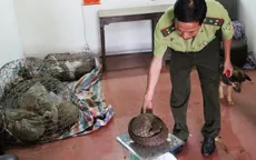 Cứu 15 con tê tê quý hiếm từ tay nhóm buôn động vật