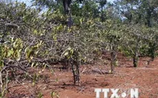 Hồ tiêu ở Đăk Nông tiếp tục chết hàng loạt
