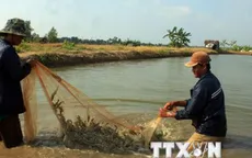 Giải pháp giảm giá tôm nguyên liệu ở Đồng bằng sông Cửu Long