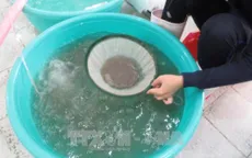 Hiệu quả từ thiết bị đếm tôm giống