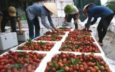 Bắc Giang tìm kiếm thị trường để tiêu thụ vải thiều