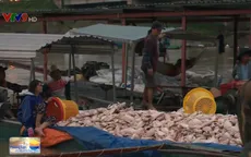 Cá chết hàng loạt sau 1 đêm, người dân Đồng Nai điêu đứng