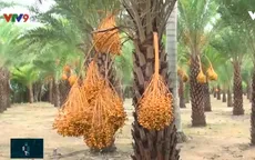 Chà là kiểng ở Sa Đéc thu hút du khách