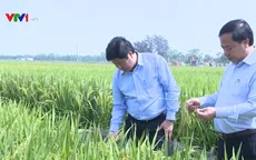 Miền Bắc dự báo được mùa lúa Đông Xuân