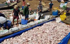 Khó khăn trong việc tìm kiếm nhân công vớt cá chết ở sông La Ngà