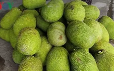 Giá mít giảm mạnh khiến nhà vườn khốn đốn