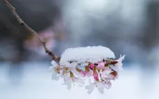 Nhật Bản phát minh ra rượu từ... gỗ